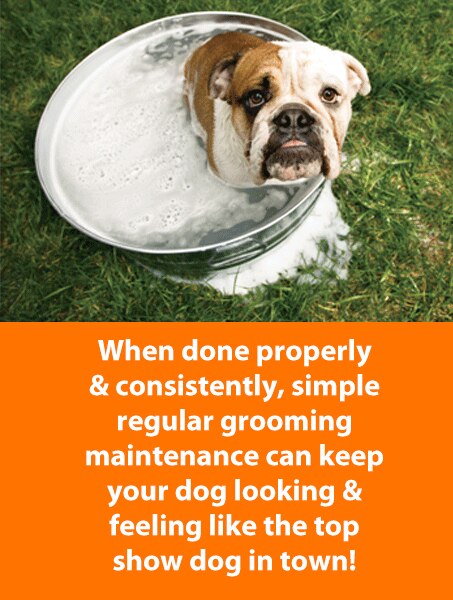 When done properly and consistently, simple regular grooming maintenance can keep your dog looking and feeling like the top show dog in town.